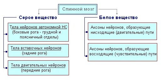 Из чего состоит белое вещество спинного. Тканевой состав белого вещества спинного мозга. Состав белого вещества спинного мозга анатомия. Из чего состоит белое вещество спинного. Функции серого и белого вещества спинного мозга таблица.