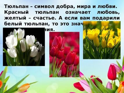 Тюльпан символ чего
