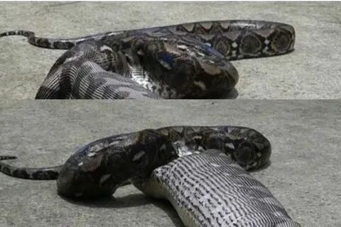 Тони python