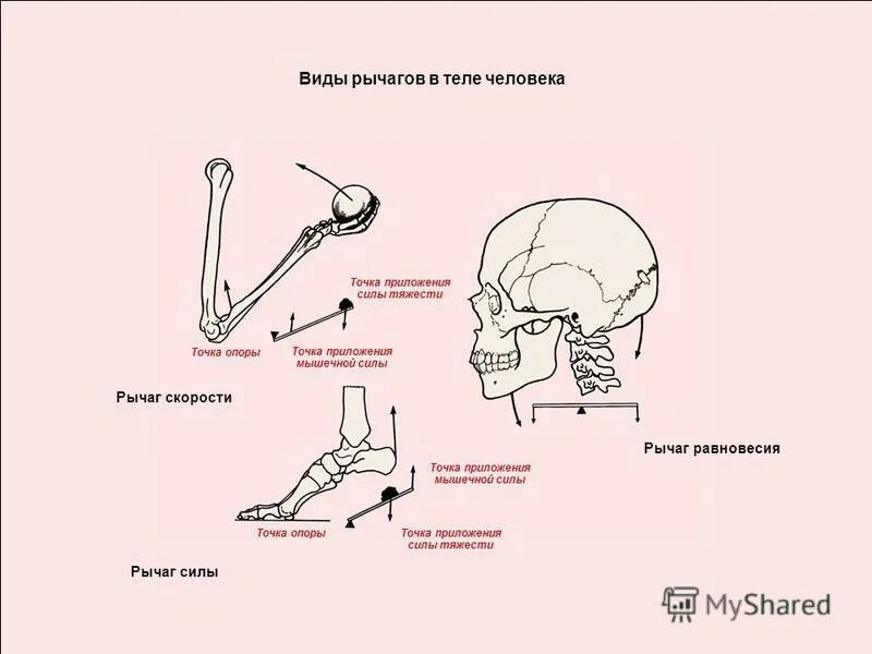 2 рычаг в скелете человека. Примеры рычагов в теле человека. Рычаги в биокинематических цепях. Рычаги человеческого тела. Виды рычагов.