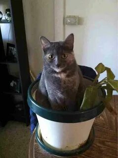 Кошка есть землю