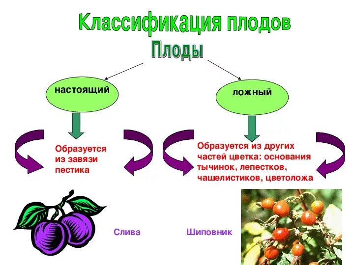 Почему плоды образуются. Настоящие и ложные плоды. Классификация плодов истинные ложные. Сочные плоды истинные ложные. Ложный сочный плод.