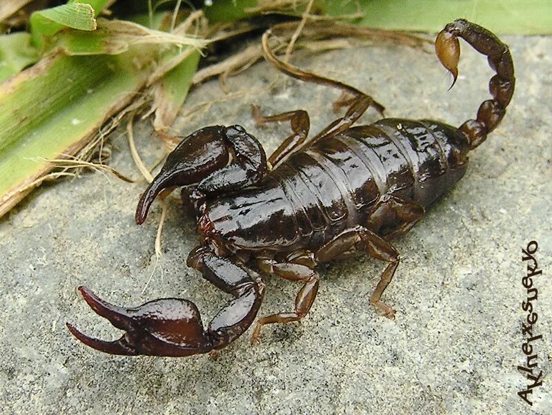 Мингрельский Скорпион Euscorpius mingrelicus. Скорпионы в Краснодарском крае. Красновато-бурый итальянский Скорпион. Euscorpius Candiota.