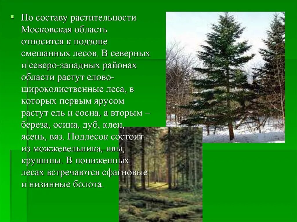 В еловых лесах произрастают. Растительный мир Московской области. Сосна смешанных лесов. Растительный мир смешанных лесов Московской области.