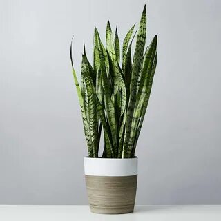 Skin plants