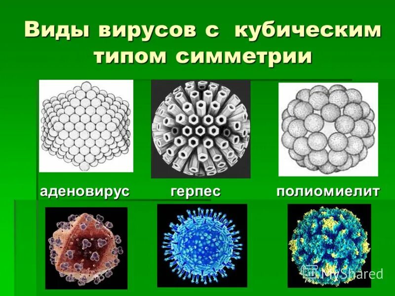Классификация биологических вирусов. Вирусы и болезни вызываемые ими. Типы структуры вирусов. Три типа вирусной инфекции. Типы строения вирусов.