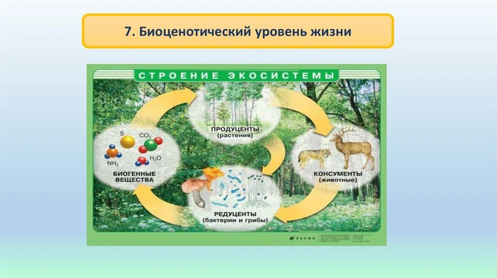Биоценотический уровень организации жизни. Биоценотический уровень организации живой материи. биоценотический и биосферный уровни организации. уровни организации живого биоценотический.