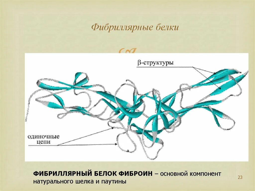 Какую функцию выполняют фибриллярные белки. Фибриллярные белки. фибриллярные структуры.