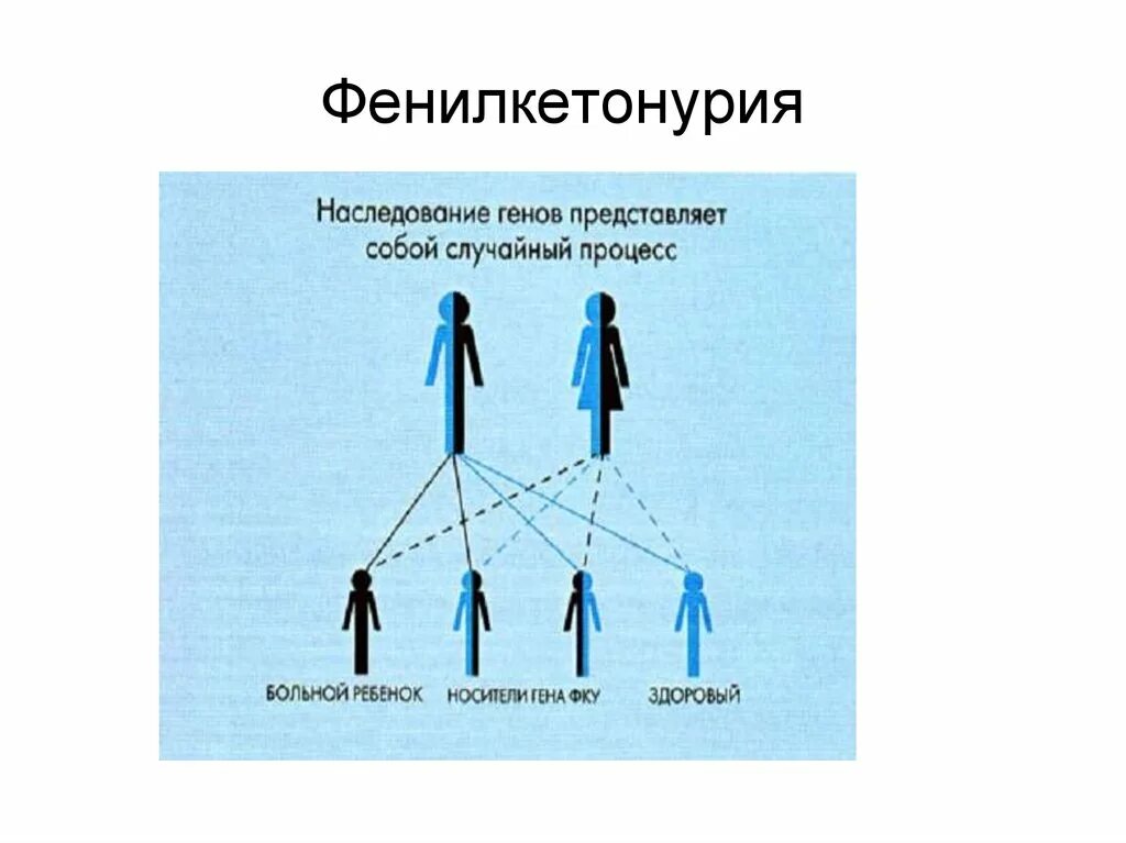 Фенилкетонурия генотип. Фенилкетонурия симптомы Тип наследования. Наследование фенилкетонурия Тип наследования. Фенилкетонурия Тип наследования признака. Аутосомно-рецессивный Тип наследования фенилкетонурия.