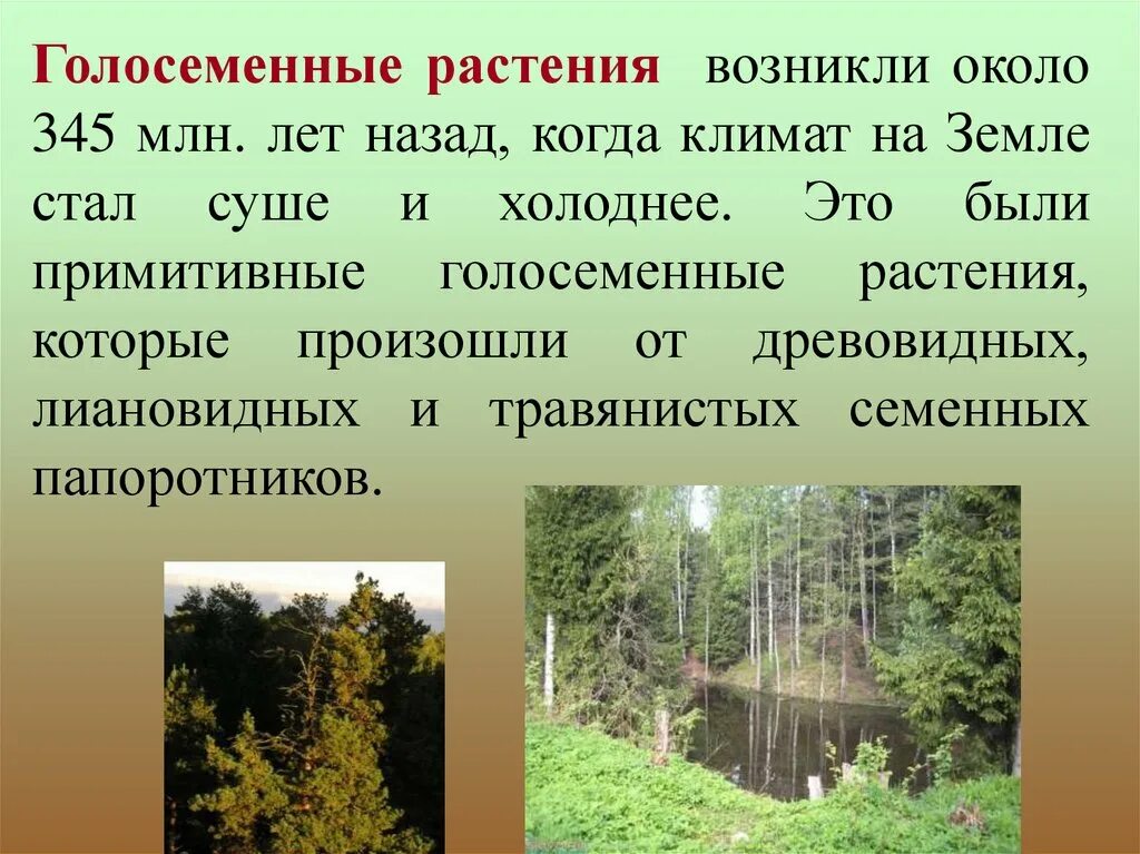 Когда появились растения. Когда появились Голосеменные растения. Примитивные Голосеменные. Голосеменные растения произошли от. Древние Голосеменные растения.