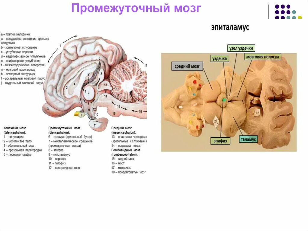 Препарат промежуточный мозг эпиталамус. Промежуточный мозг таламус гипоталамус эпиталамус. Нервные центры промежуточного мозга. Промежуточный мозг дифференцируется на.