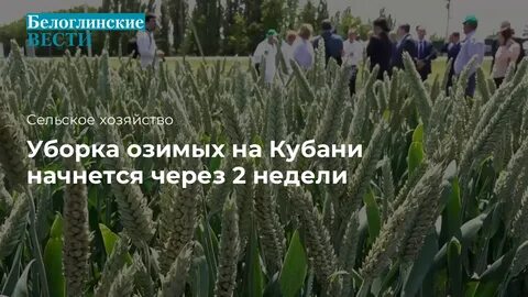 Время уборки озимых