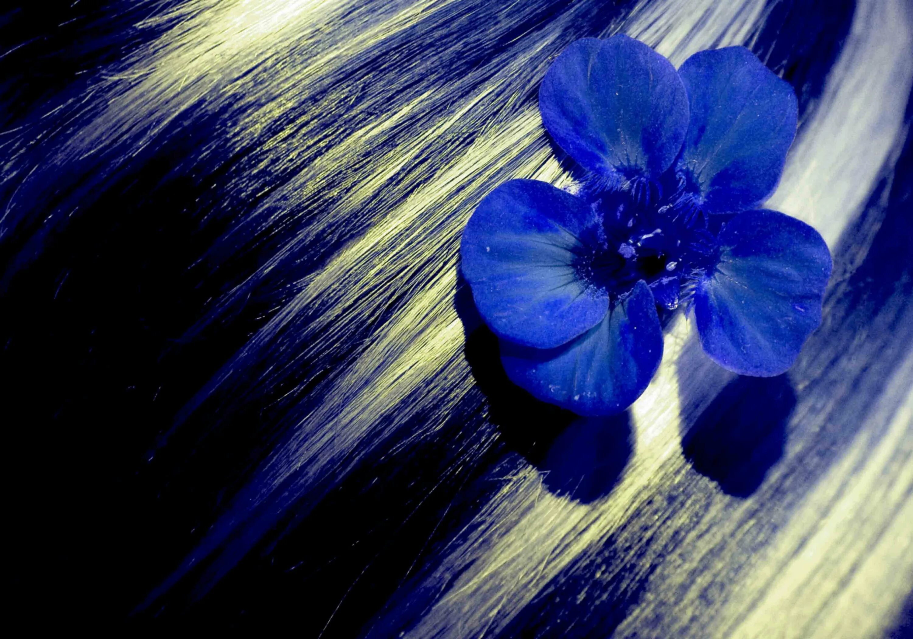 Синие цветы. Красивые синие цветы. Синий цвет. Черно синий.