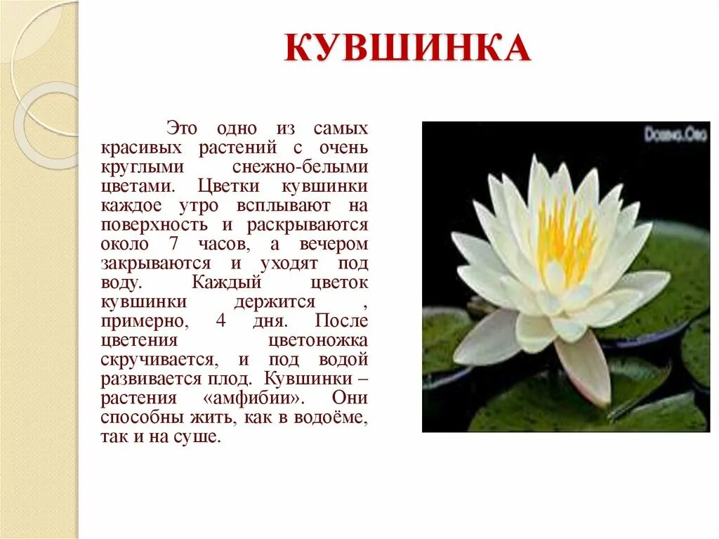 Быть занесена в красную книгу россии. Растения занесенные в красную кувшинка белая. Растение кувшинка белая водяная Лилия красная книга. Растения занесенные в красную книгу кувшинка белая. Кувшинка белая водяная Лилия Ставропольского края.