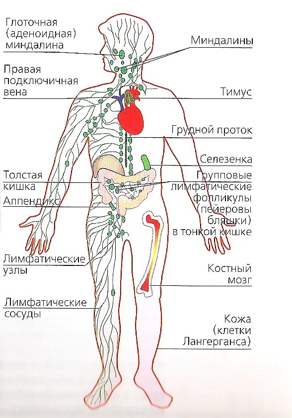 Лимфа и кожа