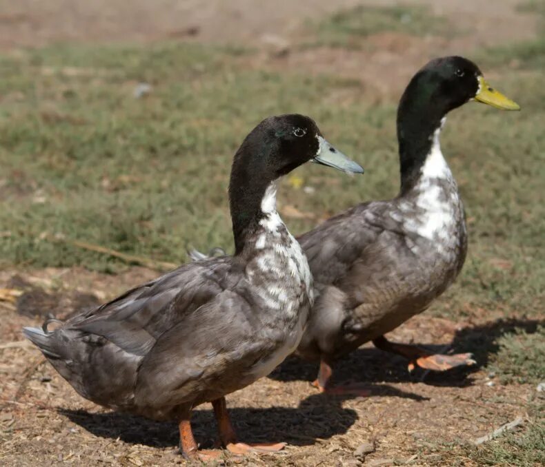 Good duck. Утки породы кряква. Кряквы утки домашние породы. Херли Берли порода уток. Порода уток голубой Фаворит.