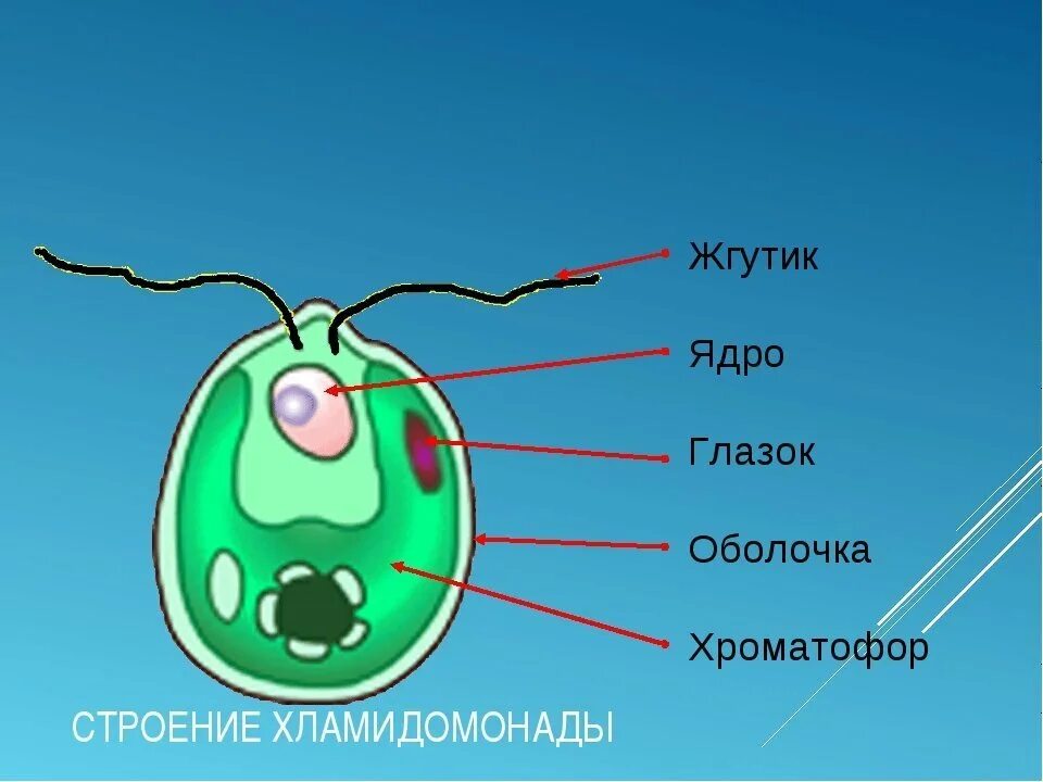 Строение одноклеточной водоросли хламидомонады биология 6. Хроматофор у хламидомонады. Светочувствительный глазок у хламидомонады. Строение водоросли хламидомонады 7 класс. Строение водоросли хламидомонады 7 класс.