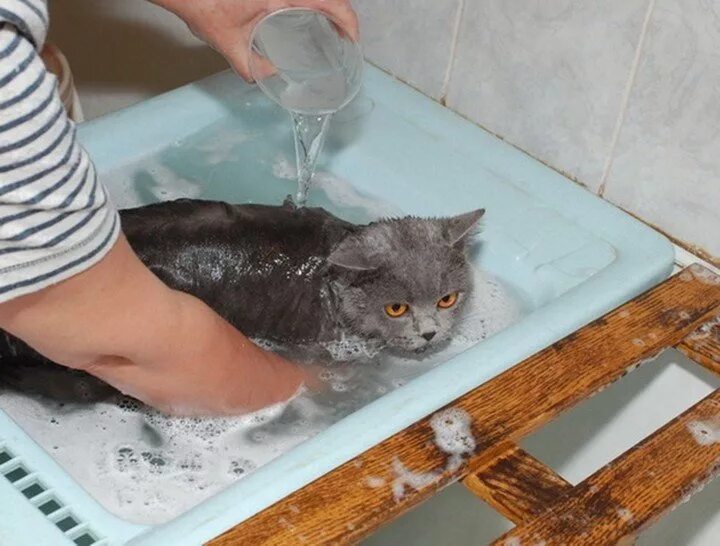 Купание кошки. Мытье кошки. Кошку моют. Мокрая кошка. Cat washing