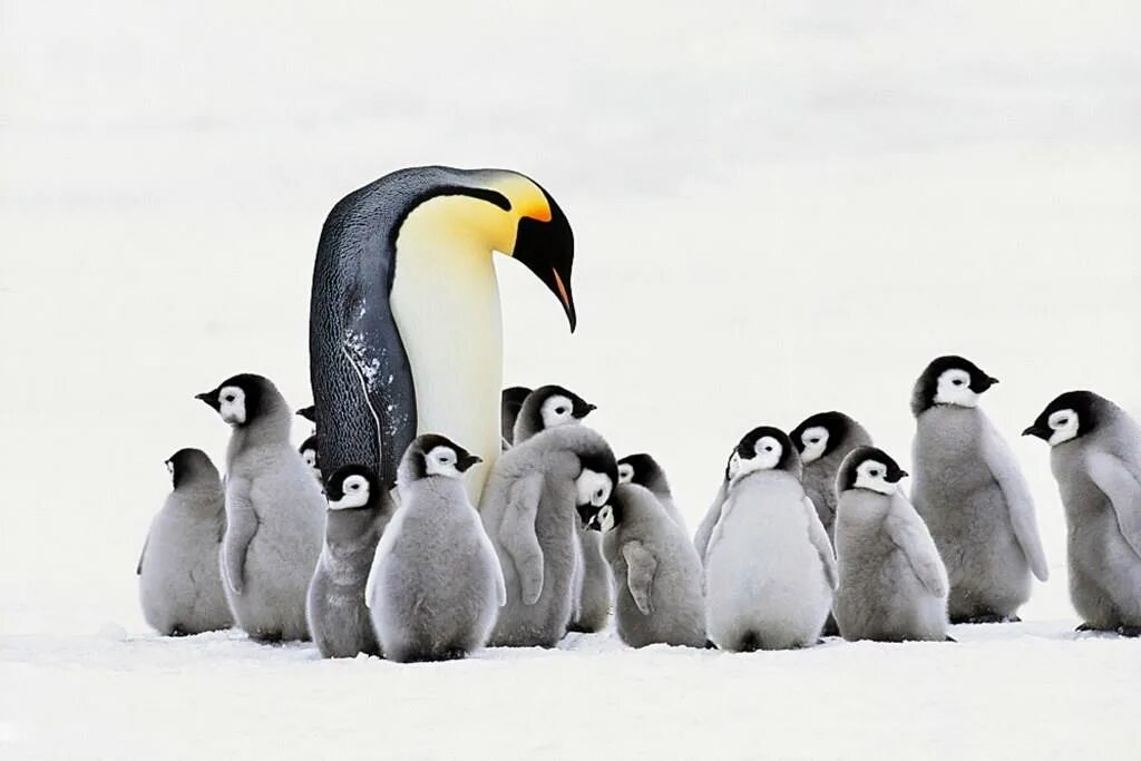 Появление птенцов в колонии пингвинов признак. День осведомленности о пингвинах. Пингвины недостаток пищи. Гваделупский Пингвин птенец. Пингвин Адели с 2 птенцами.