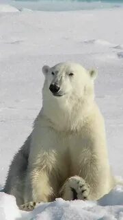 Мысли медведя