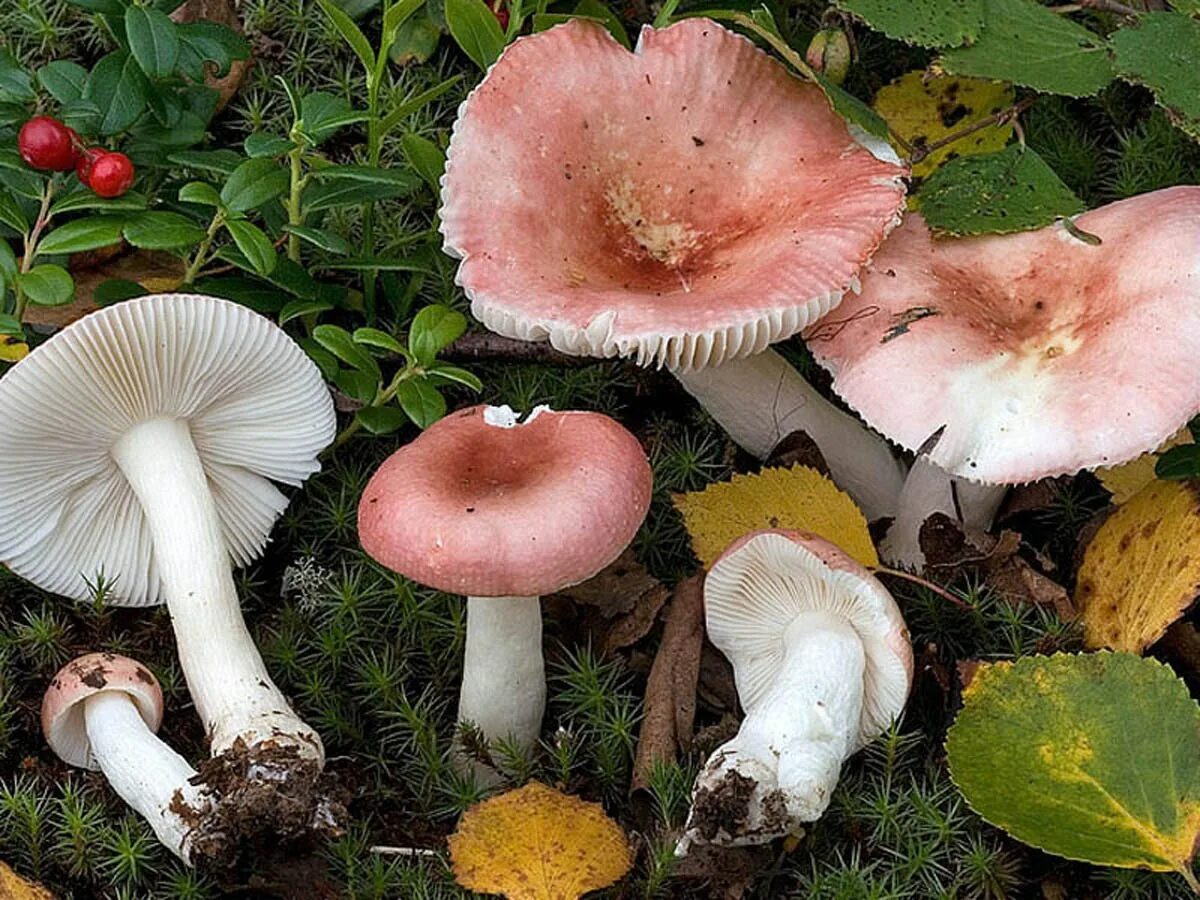 Гриб сыроежка розовый. Сыроежка гребенчатая. Сыроежка розовая Russula rosea. Сыроежка несъедобные грибы. Сыроежка съедобные грибы.