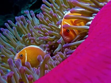 Live in ocean