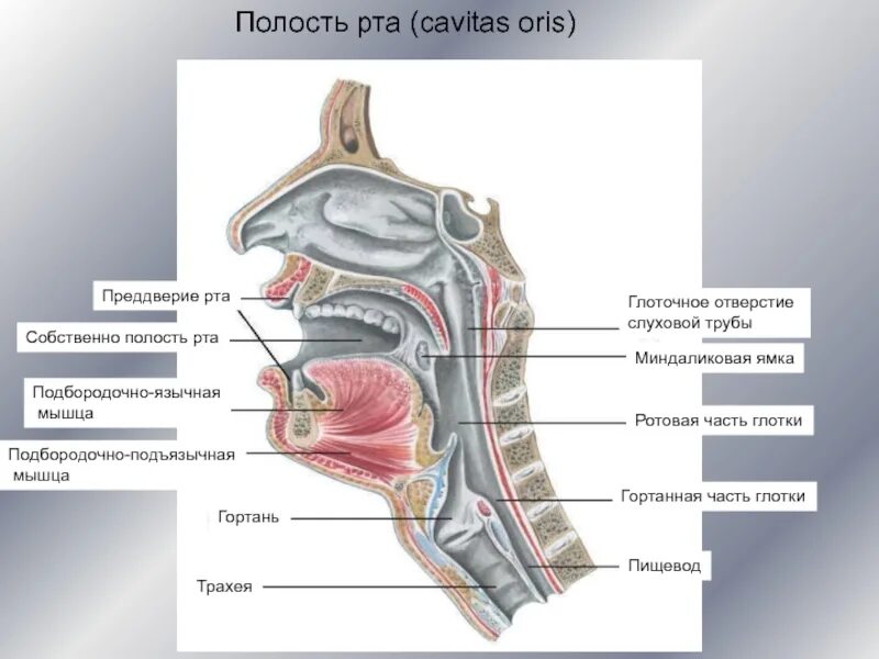 Пищеварительная система анатомия полость рта. Полость рта (cavitas Oris) имеет:. Преддверие полости рта и собственно полость. Валики глотки