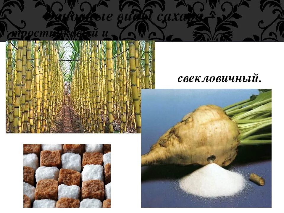 Свекловичный и тростниковый сахар. Сахарный тростник и сахарная свекла. Сахар из тростника. Сахарная свекла и тростник.