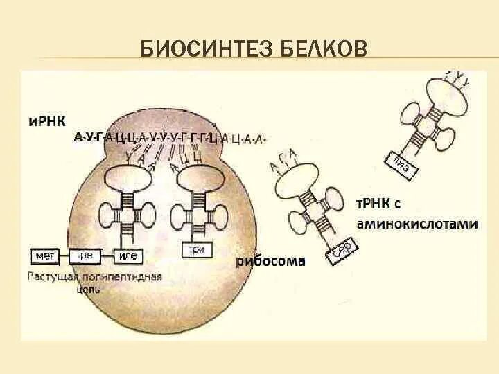 Схема биосинтеза белка. Биосинтез белка на рибосоме. Биосинтез белка рисунок схема. Схема синтеза белка в полисоме. Схема биосинтеза белка на рибосоме.