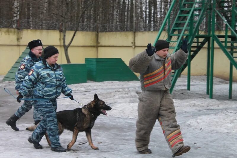 Батаева елена львовна кинолог. Вика кинолог. Кинолог. Стив манн кинолог. Кинолог.