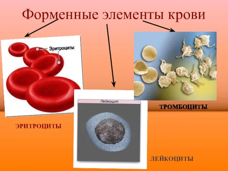 Безъядерный форменный элемент. Эритроциты лейкоциты тромбоциты. Форменные элементы крови. Форменные элементы это в биологии. Форменные элементы крови человека рисунок.