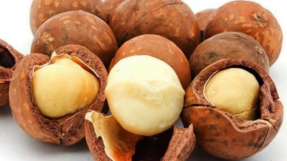 Орех предложение. Macadamia nut. macadamia nuts. королевский орех. вьетнамский орех.