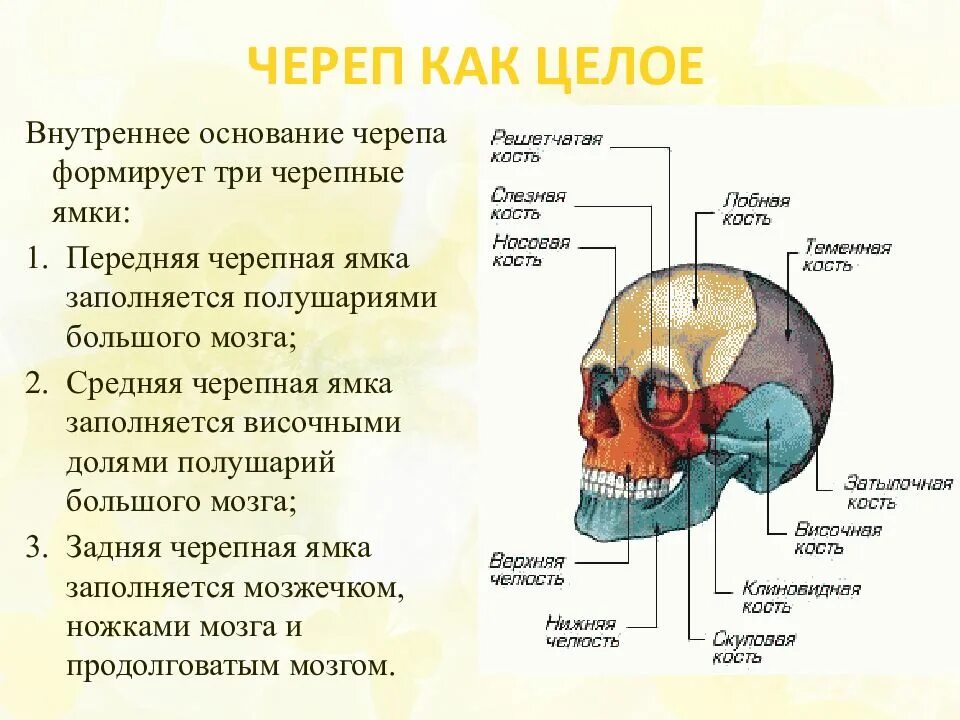 Черепно мозговую кость. Скелет головы мозговой отдел кости. Кости мозгового отдела черепа таблица. Кости мозгового отдела черепа человека строение. Скелет головы череп мозговой и лицевой отделы.