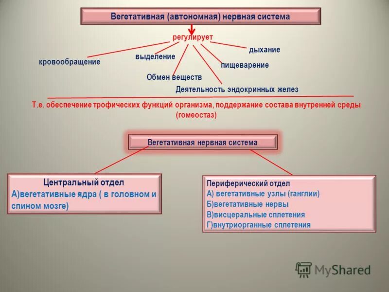 Как нервная система регулирует работу органов биология. Регуляция вегетативных процессов. Вегетативная нервная система регулирует. Регуляция соматической и вегетативной нервной системы. Вегетативные функции организма.