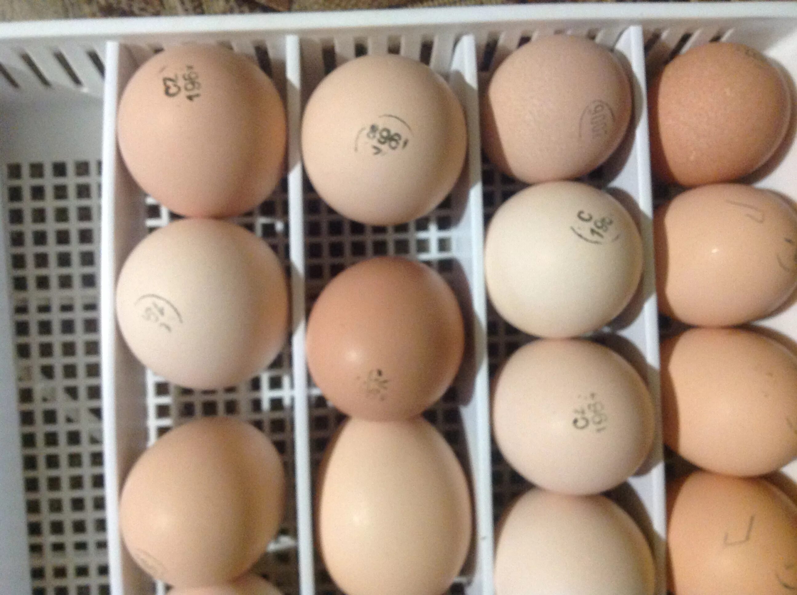 Инкубационное яйцо купить с доставкой по россии. Бройлер Кобб 500. Инкубационное яйцо бройлера Росс 308. Инкубационное яйцо бройлера Кобб 500. Яйцо инкубационное бройлера Чех.