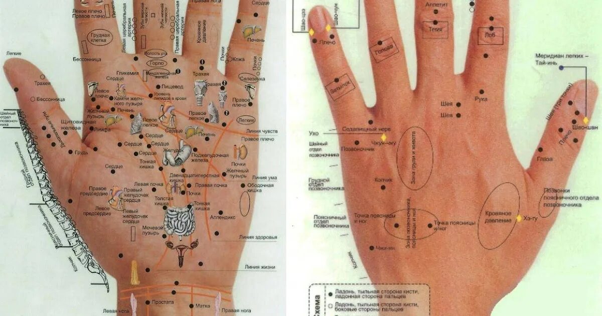 Точки на ладони. Акупунктурные точки на ладони. Активные точки на руках. Точки органов на ладони. Точки на руках для массажа