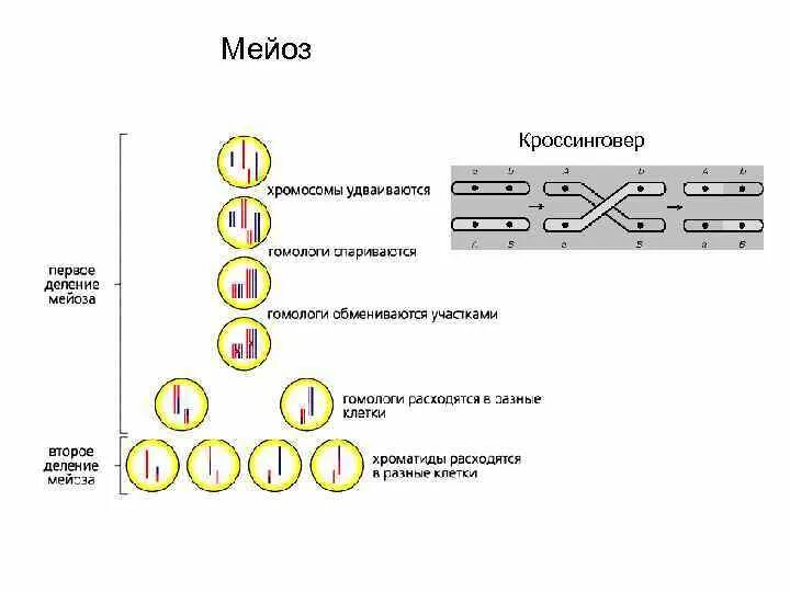 Схема кроссинговера при мейозе. Мейоз 1 кроссинговер. Когда происходит кроссинговер. Кроссинговер в процессе мейоза. Каким номером на схеме обозначено мейотическое