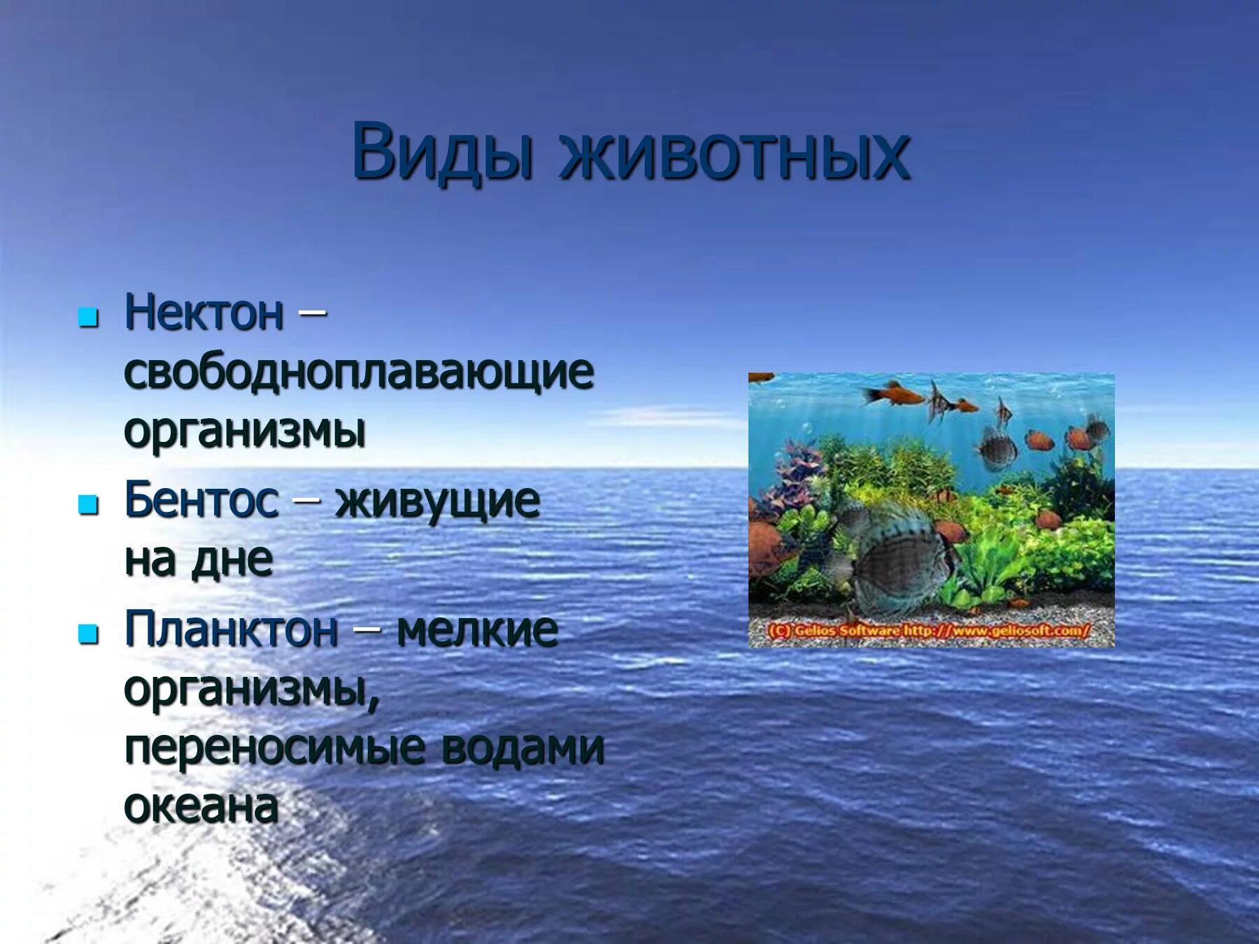 Презентация география 6 класс жизнь в океане. Жизнь в океане планктон Нектон бентос. Что такое планктон Нектон и бентос в океане. Жизнь в океане 7 класс география. Жизнь в мировом океане презентация.