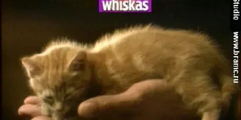 На твоей киске стригут