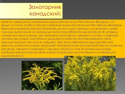 Амброзия и золотарник отличия фото и описание