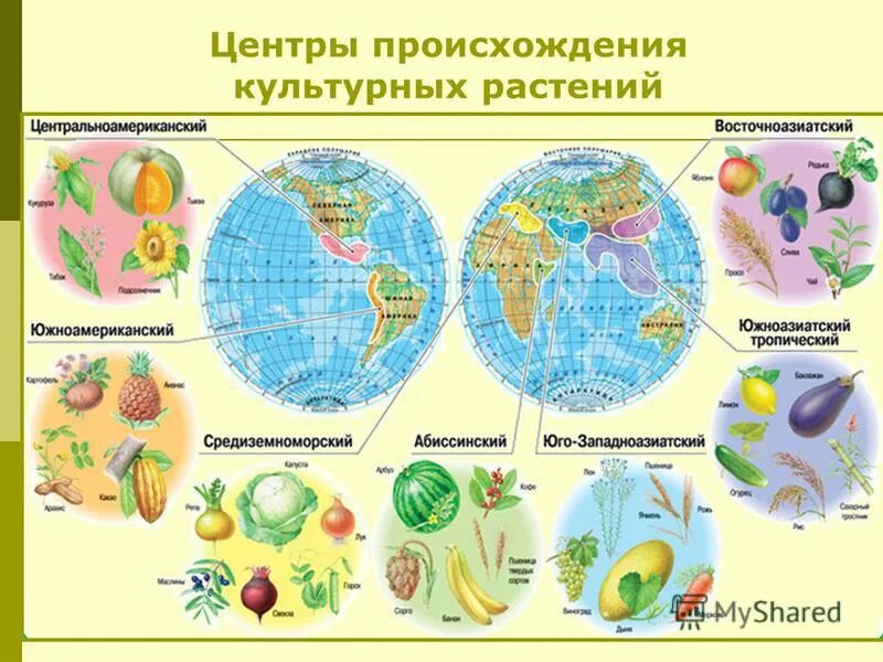 Вавилов 7 центров происхождения культурных растений. Таблица Вавилова центры происхождения культурных растений. Вавилов центры происхождения культурных растений таблица. Центры происхождения культурных растений по н.и Вавилову.