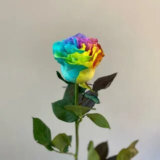 Радужные розы фонтейн