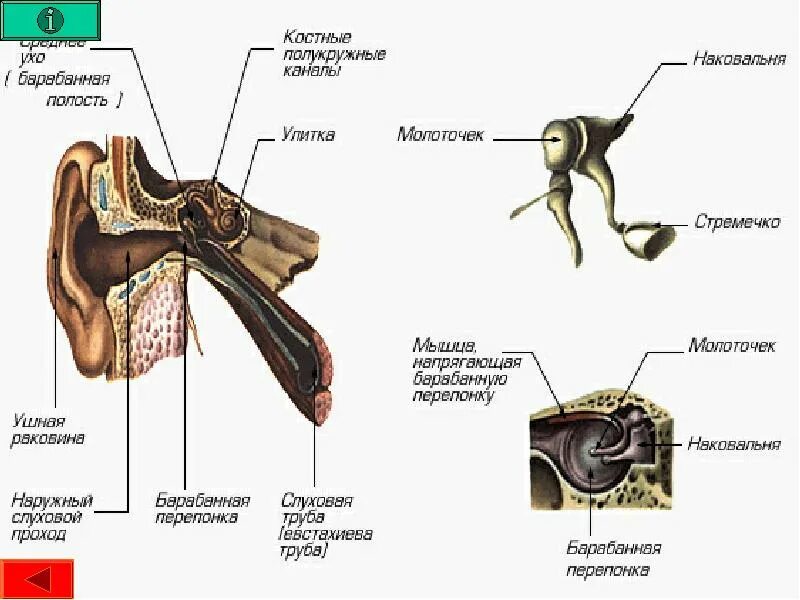 Слуховой латынь. Барабанная перепонка, стремечко, наковальня и молоточек. Молоточек наковальня стремечко на латыни. Молоточек наковальня стремечко улитка. Барабанная полость наковальня молоточек стремечко.