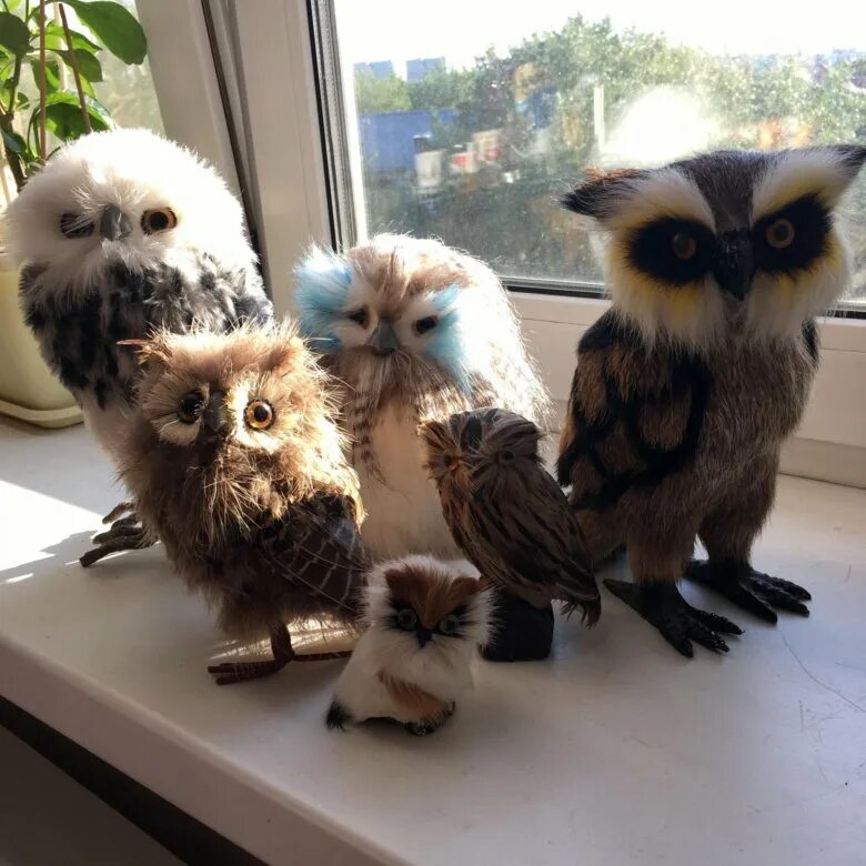 сычик сплюшка. совы домашние живые. сычик сплюшка. домашний сыч. ушастая сова.