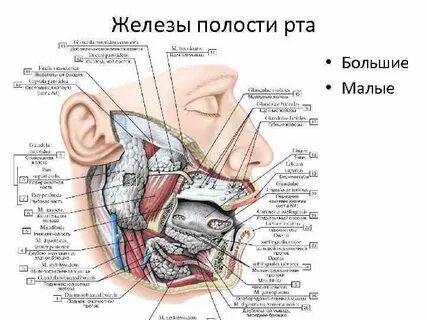 Железа рта