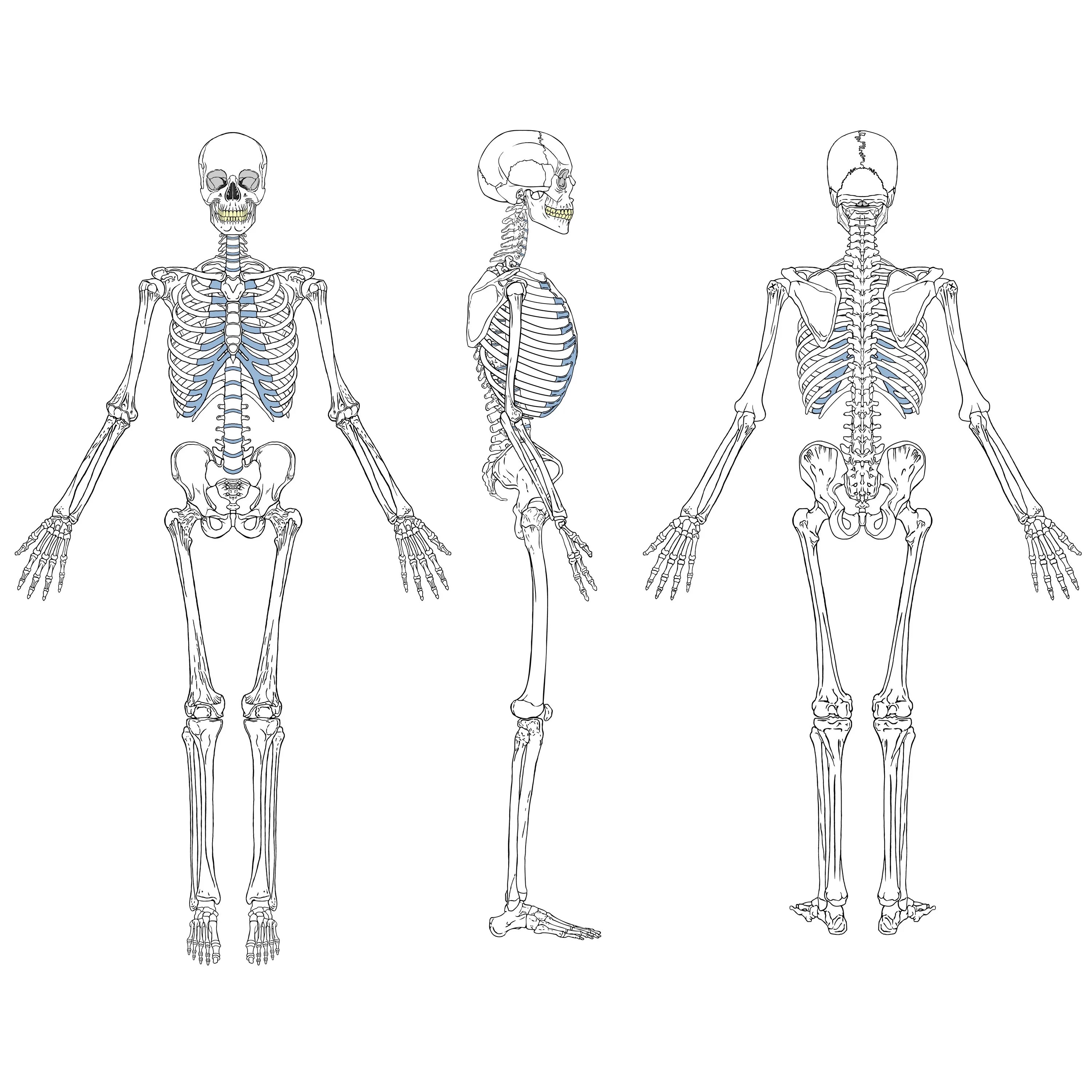 Опорно двигательная система скелет человека анатомия. Скелетная система человека анатомия. Скелет набросок. Скелет скетч. Скелет участвует в минеральном обмене