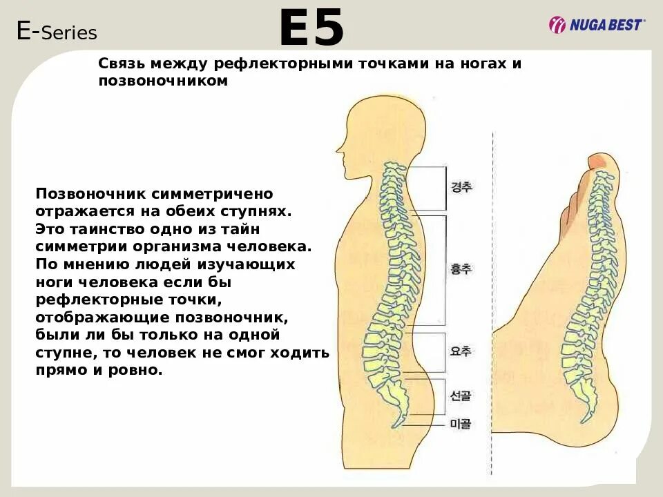 Стопы и позвоночник взаимосвязь. Точки позвоночника на стопе. Точки позвоночник за что отвечает. Проекция позвоночника на стопе.