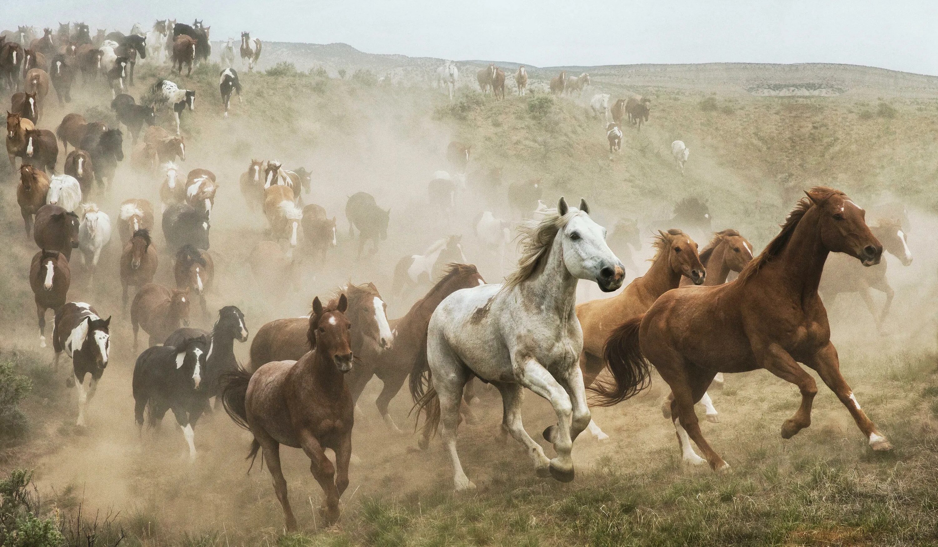Табун диких лошадей. Табун монголии. Табун людей. Табун несется. Табун лошадей в горах.