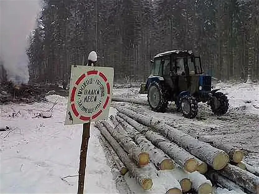 Земли лесного фонда карелия. Рамка для уборки делянок. Арендаторы лесных участков марий эл. Лесная промышленность. Вывозка древесины с лесосеки.