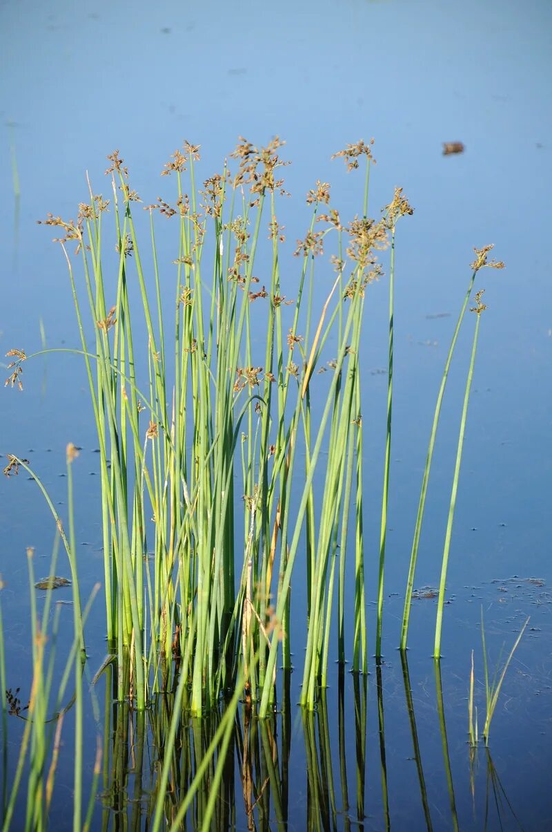 Камыш растение фото. Схеноплектус Озерный. Камыш Озёрный Scirpus lacustris. Схеноплектус Озёрный (камыш Озёрный). Куга Озерный камыш.